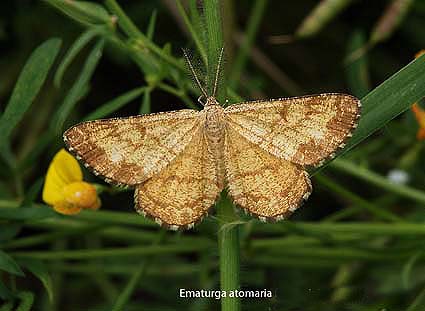 Ematurga atomaria